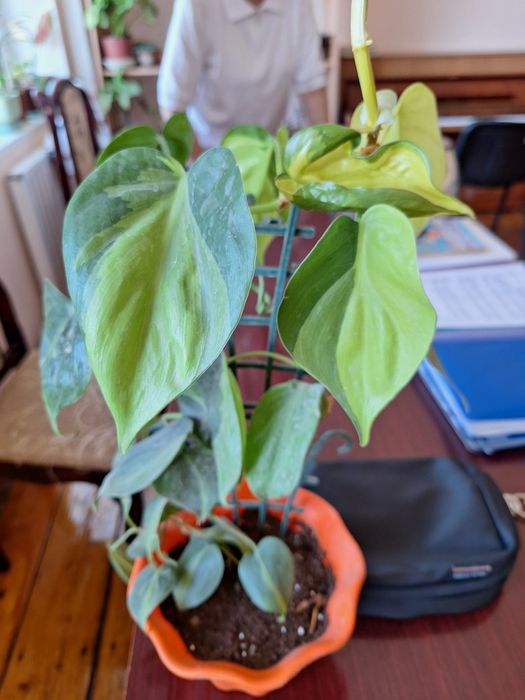 Цветы домашние.продаю.