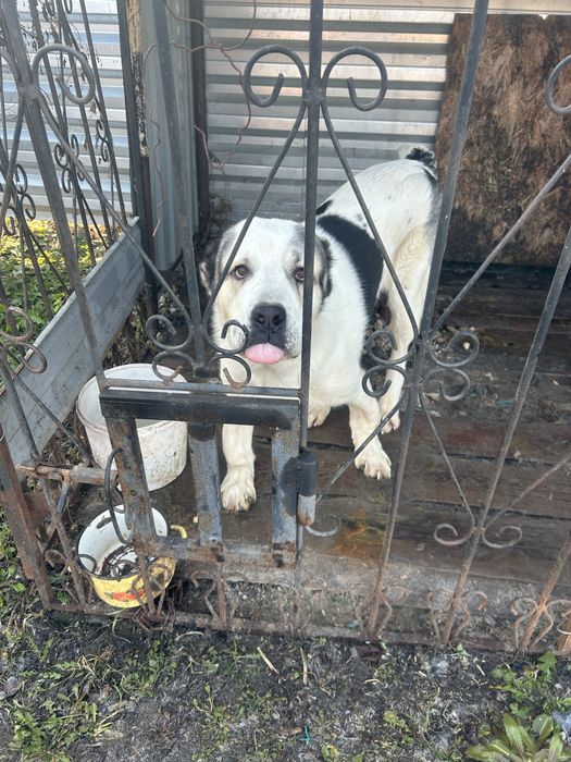 Алабай 1 год споконый, добрый