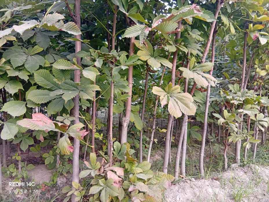 Kashtan daraxtlari