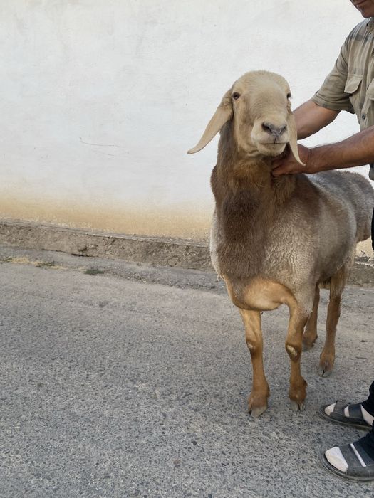 Qochqor zotga qzqaman dganla uchun