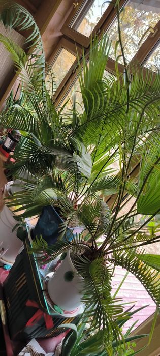 Цветы Пальмы различные растения