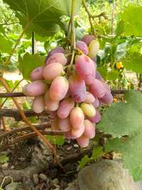 Виноград Саженцы винограда