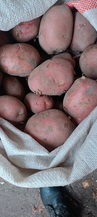 Продам картофель красный домашний