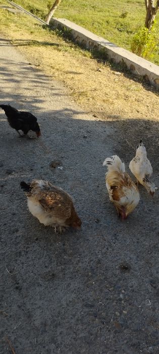 Xonaki tovuqlar.