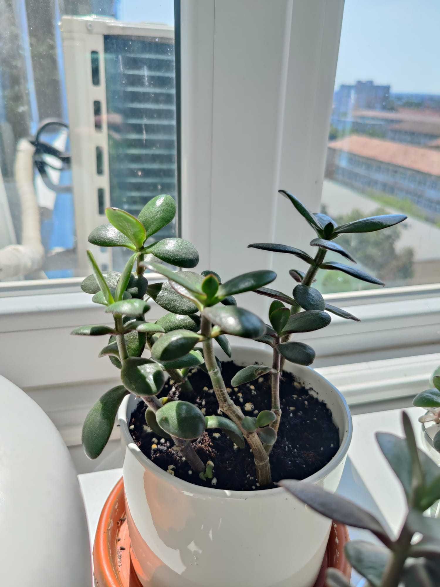 Pui Crassula Ovata (Arborele de jad)
