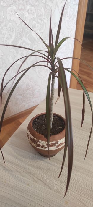 Драцена  маленькая.Цена 500 тенге