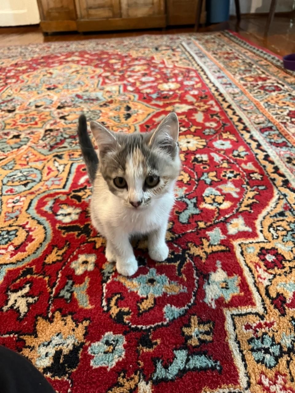 Котята бесплатно