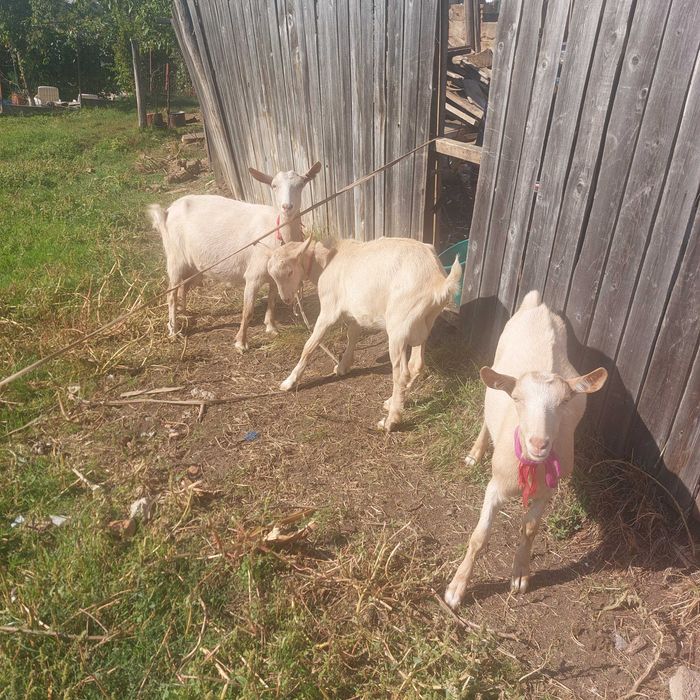 Vand capră cu 2 iezi