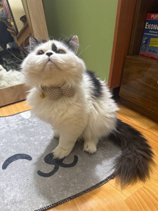 Котик бесплатно даром