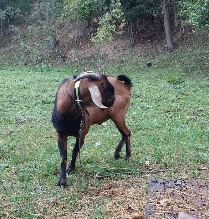 Țap anglo nubian de 2 ani cu pedigree