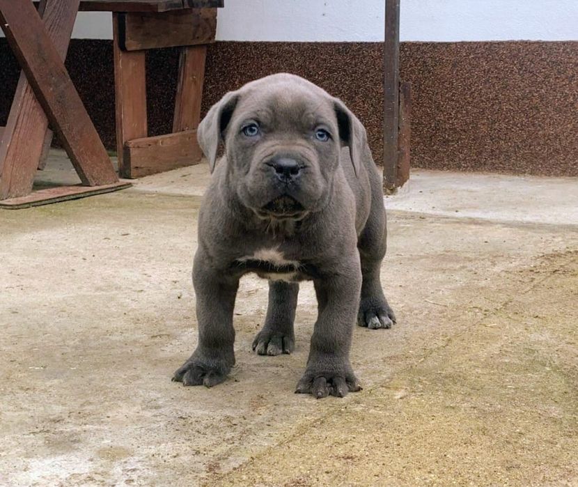 Mascul cane corso blue