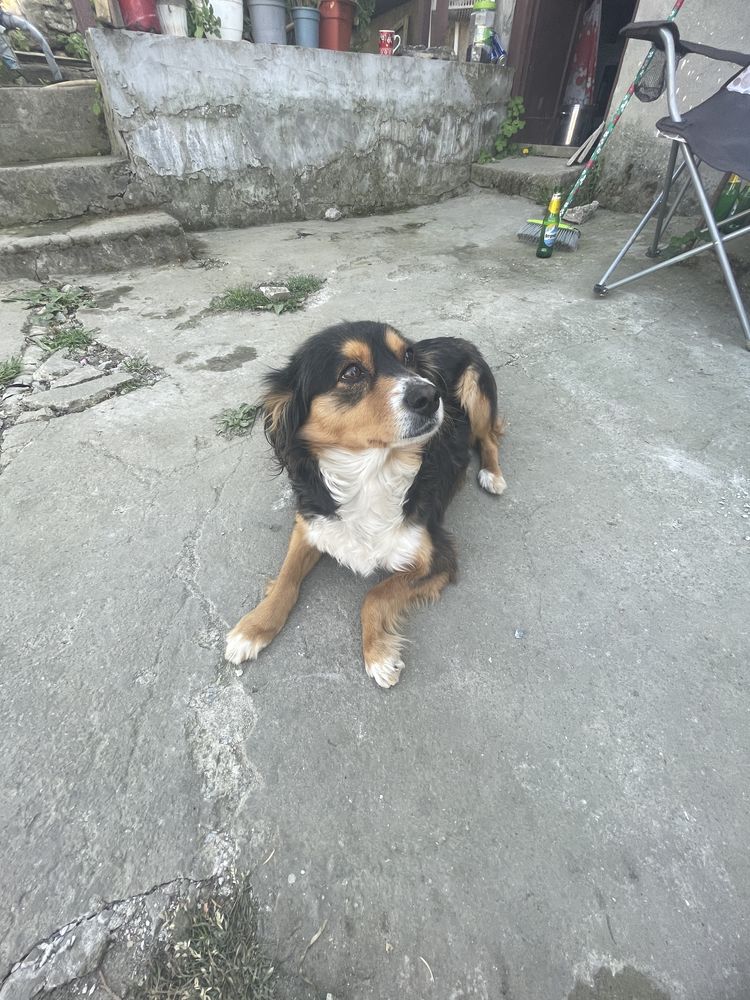 Dau catei de talie mica spre adoptie