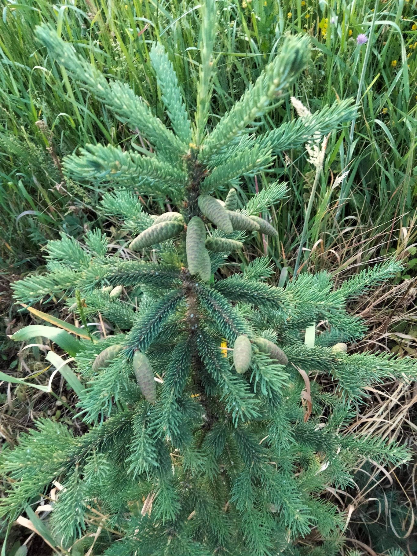 Puieti molid canadian argintiu- Picea glauca-cu conuri