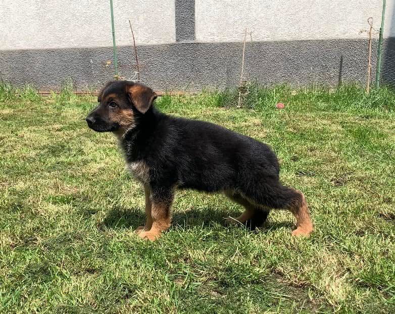 Femela ciobanesc german cu pedigree top