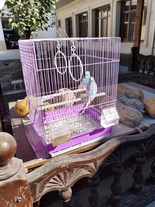 Попугаев в комплекте