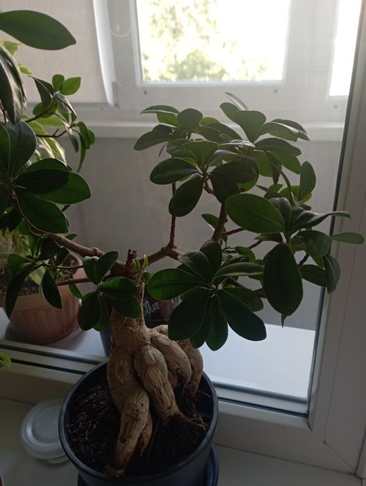 Продам цветы домашний отростки с корнями