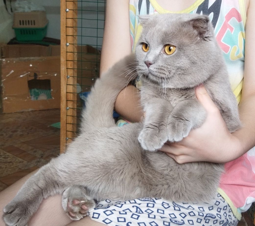 Продам Шотландского кота