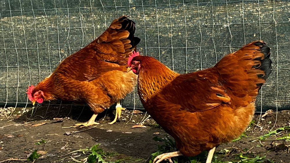 New Hampshire oua de incubat