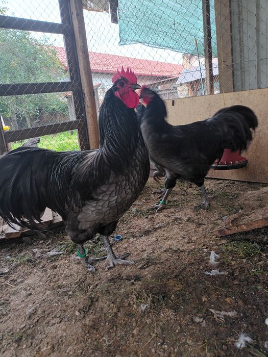 Cocoș australorp albastru