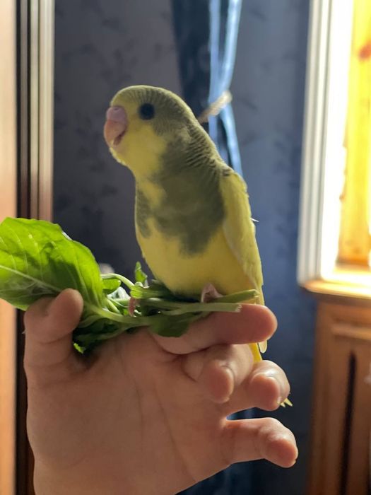 Продаю птенчика волнистика