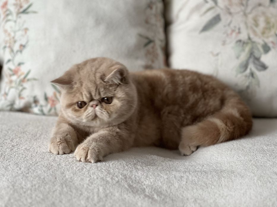 Кремаво екзотично късокосместо коте, мъжко, 5 месеца