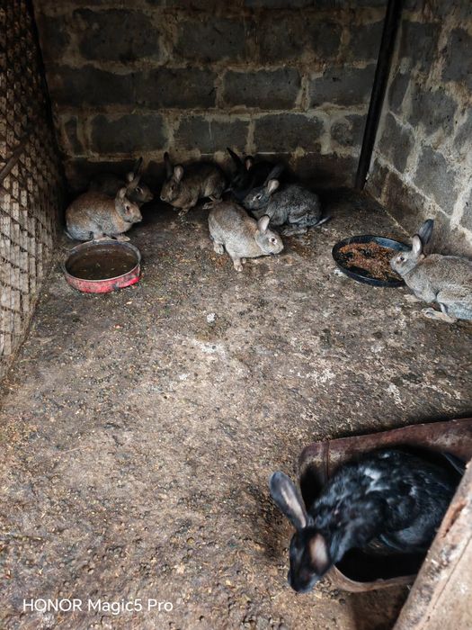 Vând  Iepuri pentru consum