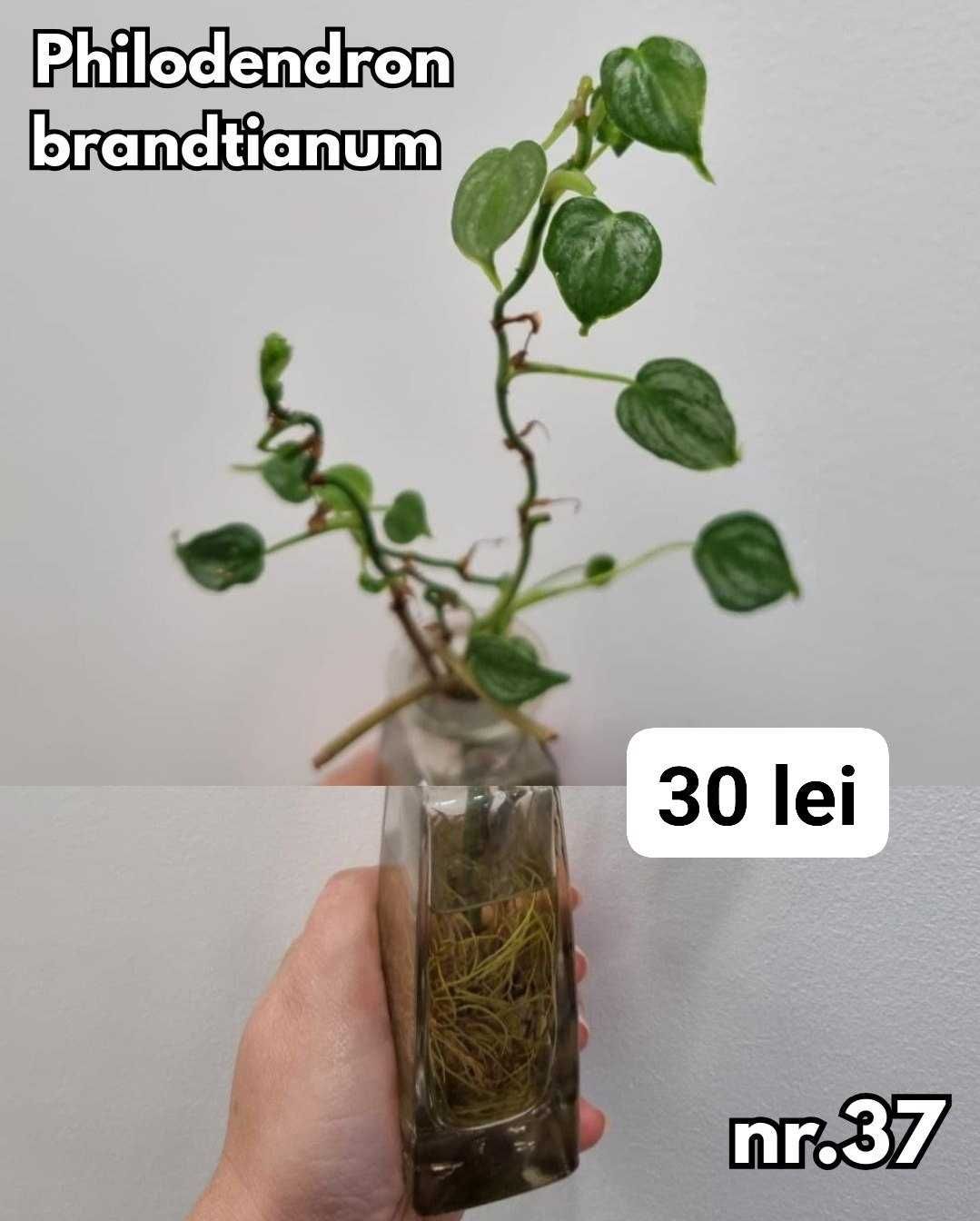 Plante interior, inradacinate Monstera, Pilea, Philodendron & altele