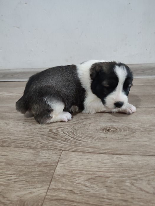 Девочки алабай 1 месяц