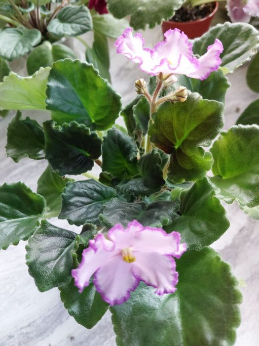 Продаю фиалки ПЕРВОЦВЕТЫ