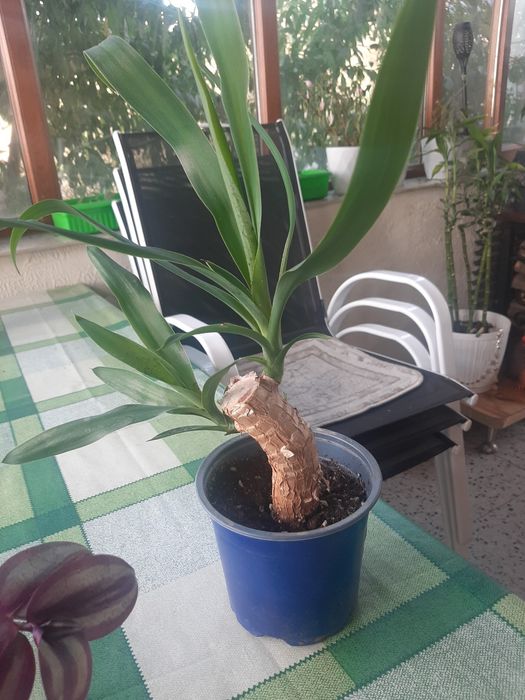 Комнатное растение Юкка