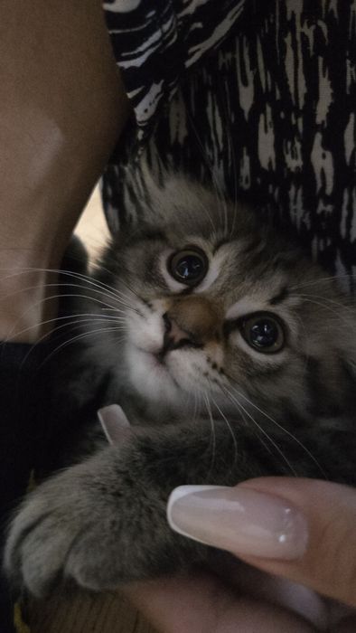 папа шотландец мама тайка кошечка метиска