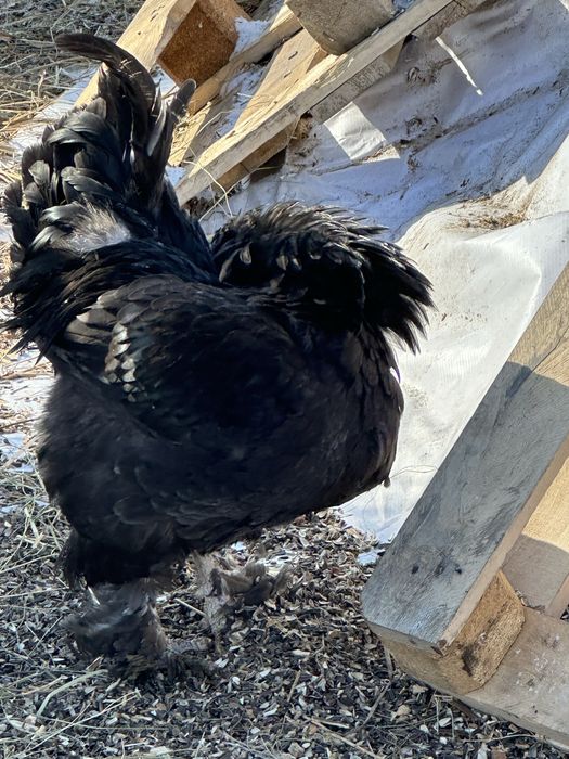 Петухи.         .