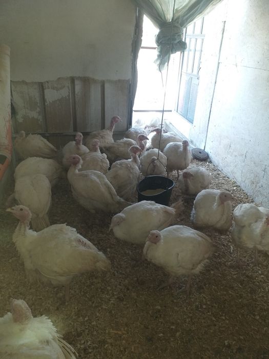 Curcani si curci de vanzare