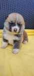 Mascul Akita Inu