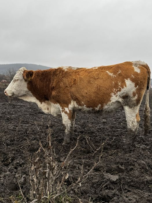 Juninci cu gestația de 8 luni