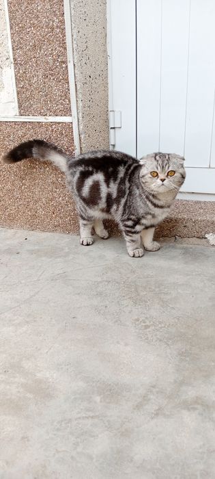 Кот Лео мальчик возраст почти годик