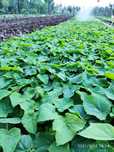 Pavloniya FTE nihollari, Paulownia фте павлония  koʻchatlari кўчати