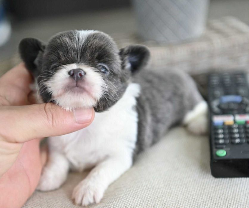 Женско мини чихуахуа бяло синьо