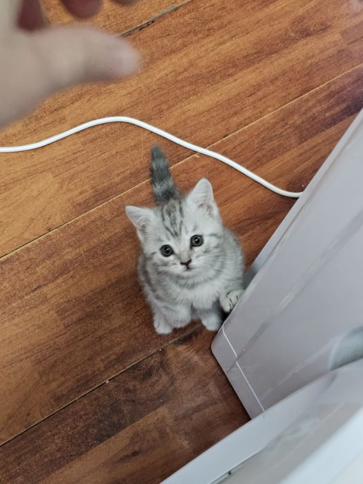 Продам котят скоттиш-страйт