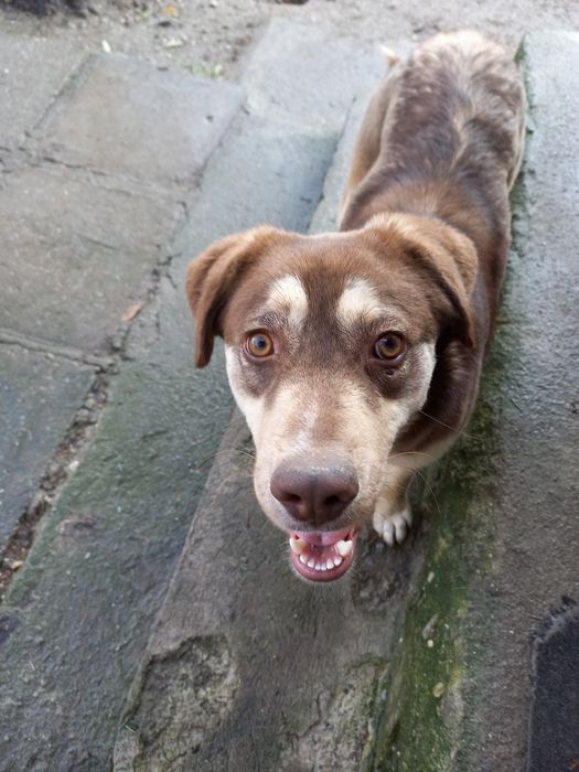 Cățelușă 8 luni, vaccinată