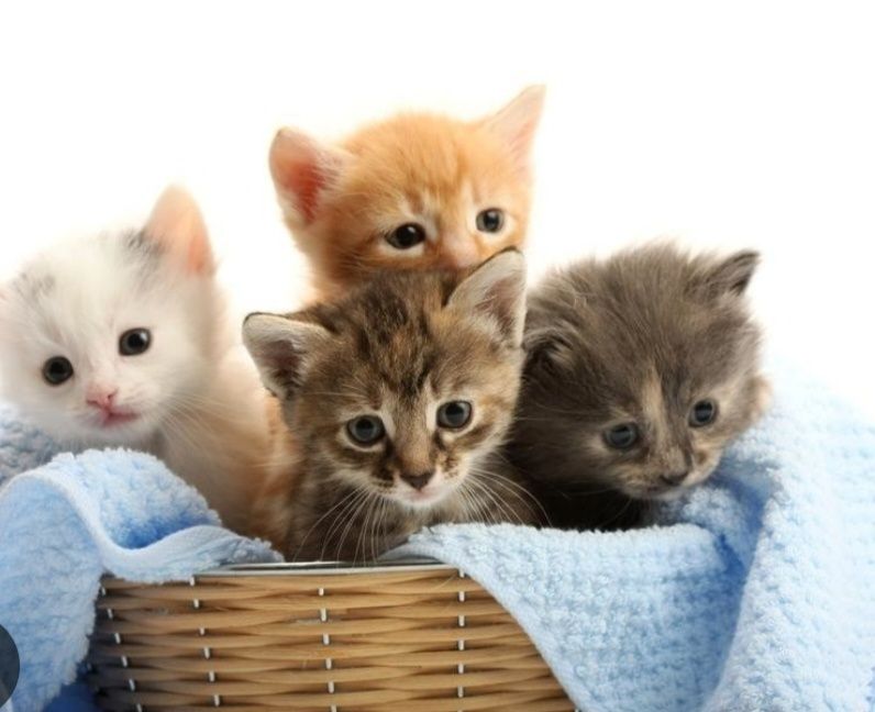 Одам 2 месяцных котят