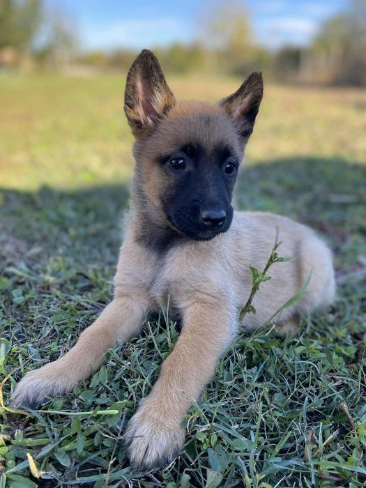 Белгийски овчарки - Малиноа