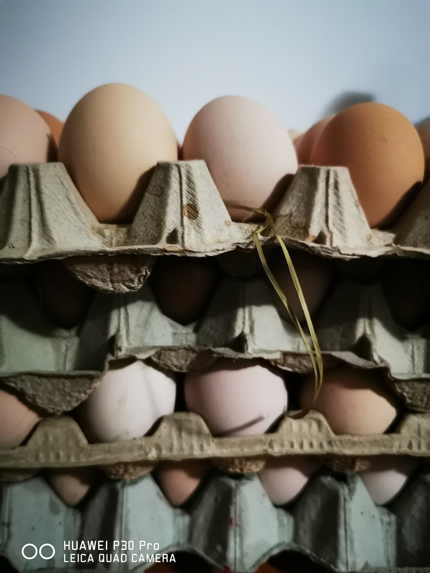 De vânzare oua de găini de țară