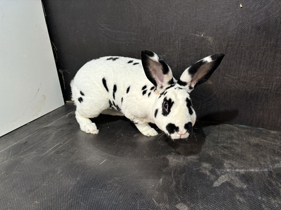 Masculi rex dalmatian
