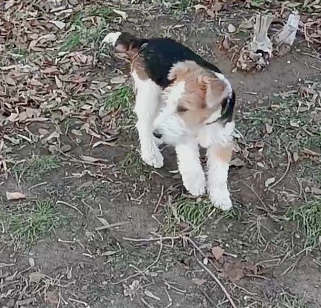 Вязка кобель фокстерьер 3 года.