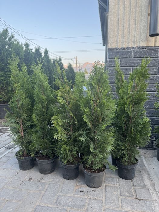 Туя смарагд колоннавидный