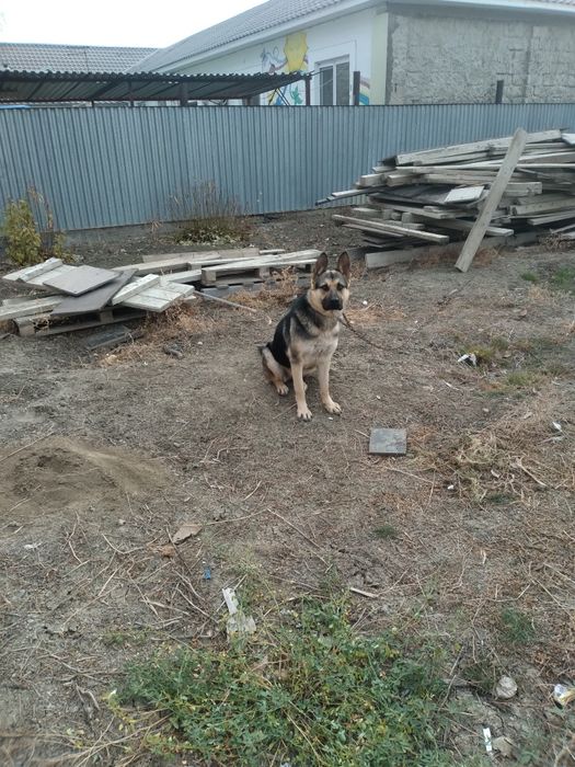 Неміс  овчаркасы