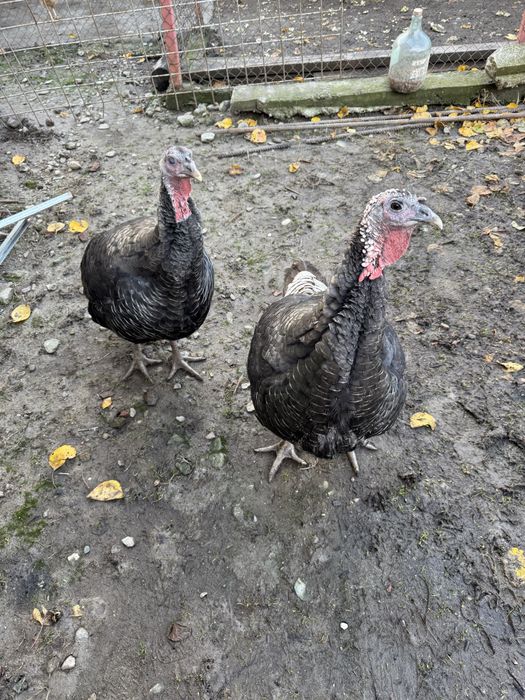 Vand 2 curci crescute natural