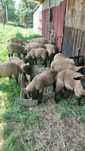 Berbecuti suffolk