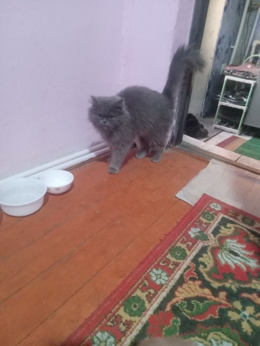 Скотиш страйт. Срочно сотилади. Соглрм.